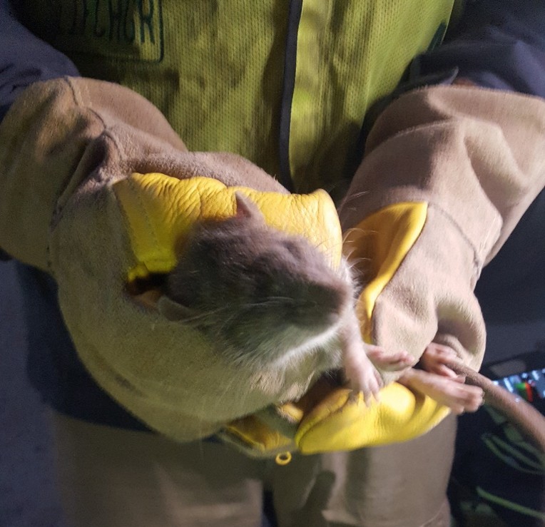 Technician in heavy gloves holding a live Norway rat during urban rodent fieldwork