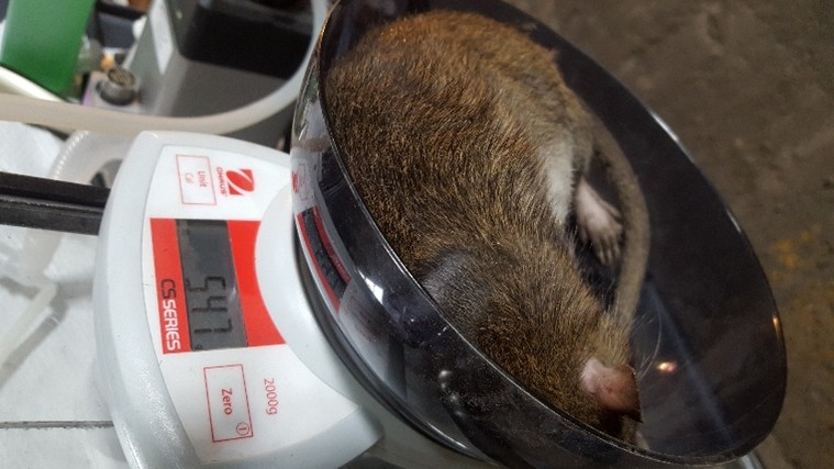Large brown rat lying in a plastic weighing dish on a digital scale reading 547 grams