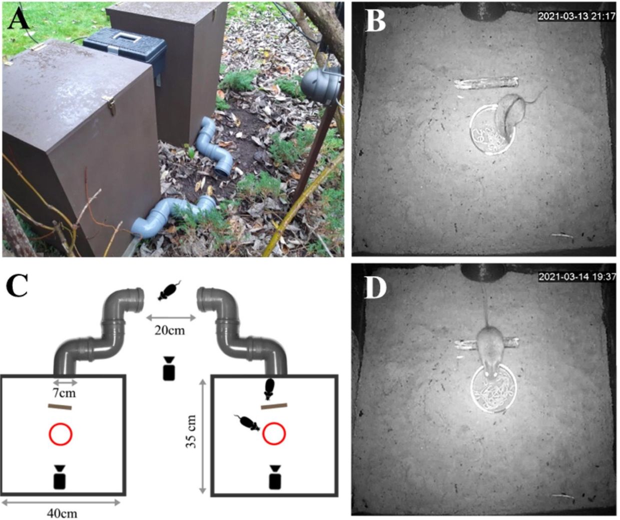 Experimental setup used in the study showing wooden chambers and wild mice