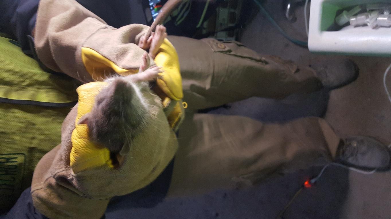 Weighing a Norway rat